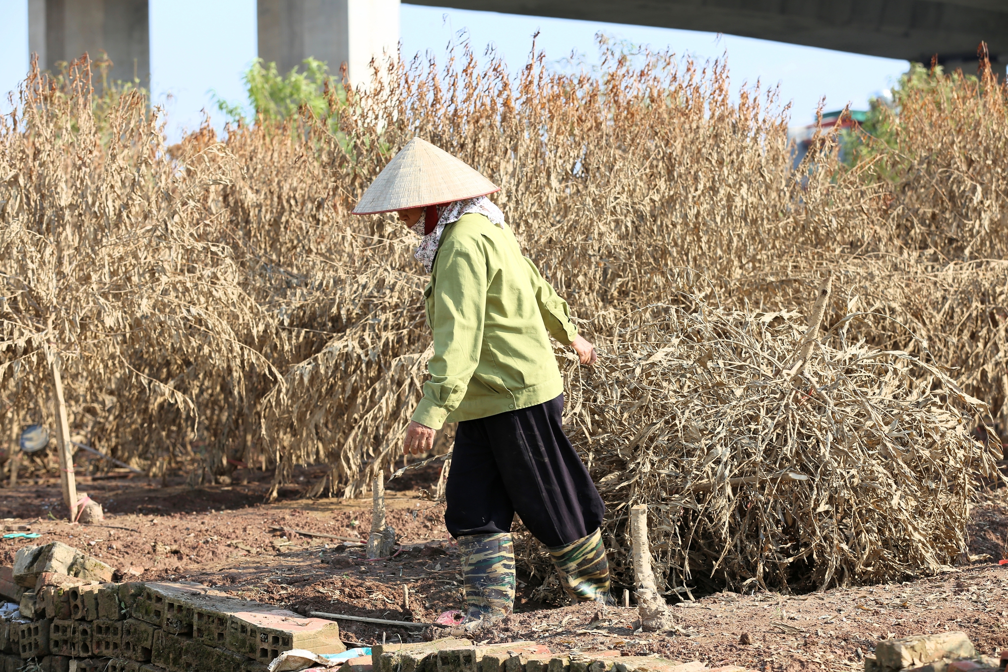 Hà Nội: Xót xa hàng chục ngàn gốc đào Nhật Tân, Phú Thượng bị "xóa sổ" sau trận lũ, người dân lâm vào cảnh trắng tay- Ảnh 14.