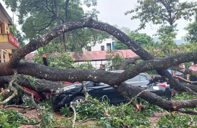 Mưa to, gãy cành xà cừ đè trúng 1 giáo viên, 4 ô tô bẹp dúm ở Thanh Hóa- Ảnh 2.