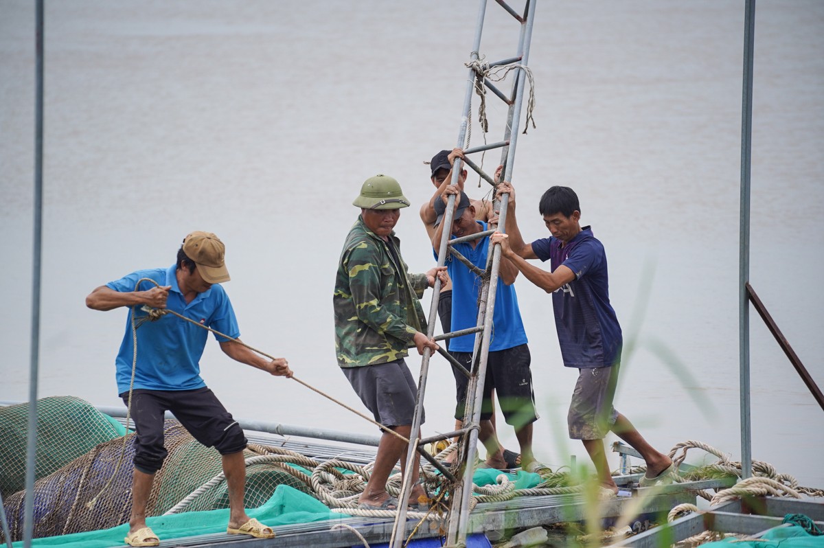 Tan hoang bên dòng sông Luộc: Bão số 3 cuốn bay 'bao nhiêu hi vọng, ước mơ làm giàu'- Ảnh 8.