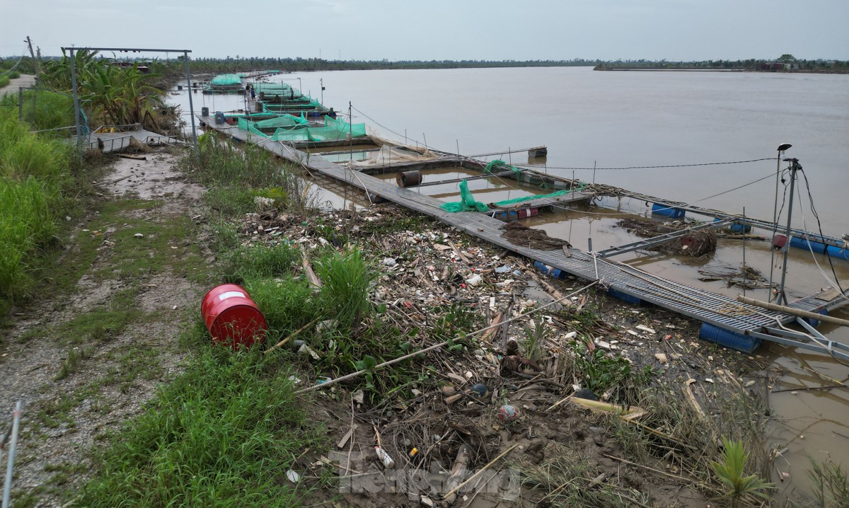 Tan hoang bên dòng sông Luộc: Bão số 3 cuốn bay 'bao nhiêu hi vọng, ước mơ làm giàu'- Ảnh 13.