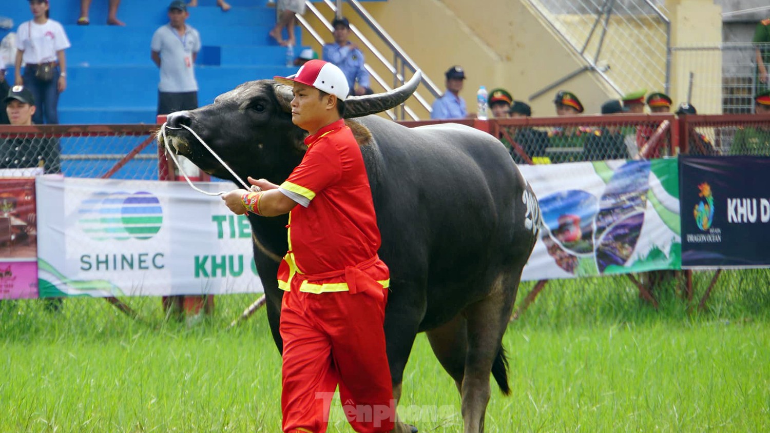 Hàng vạn người đổ về Đồ Sơn xem chọi trâu- Ảnh 3.