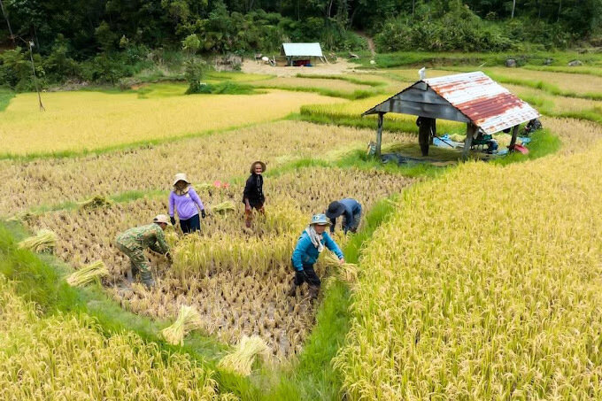 Đến Măng Đen thưởng ngoạn ruộng bậc thang Kon Tu Rằng- Ảnh 4.