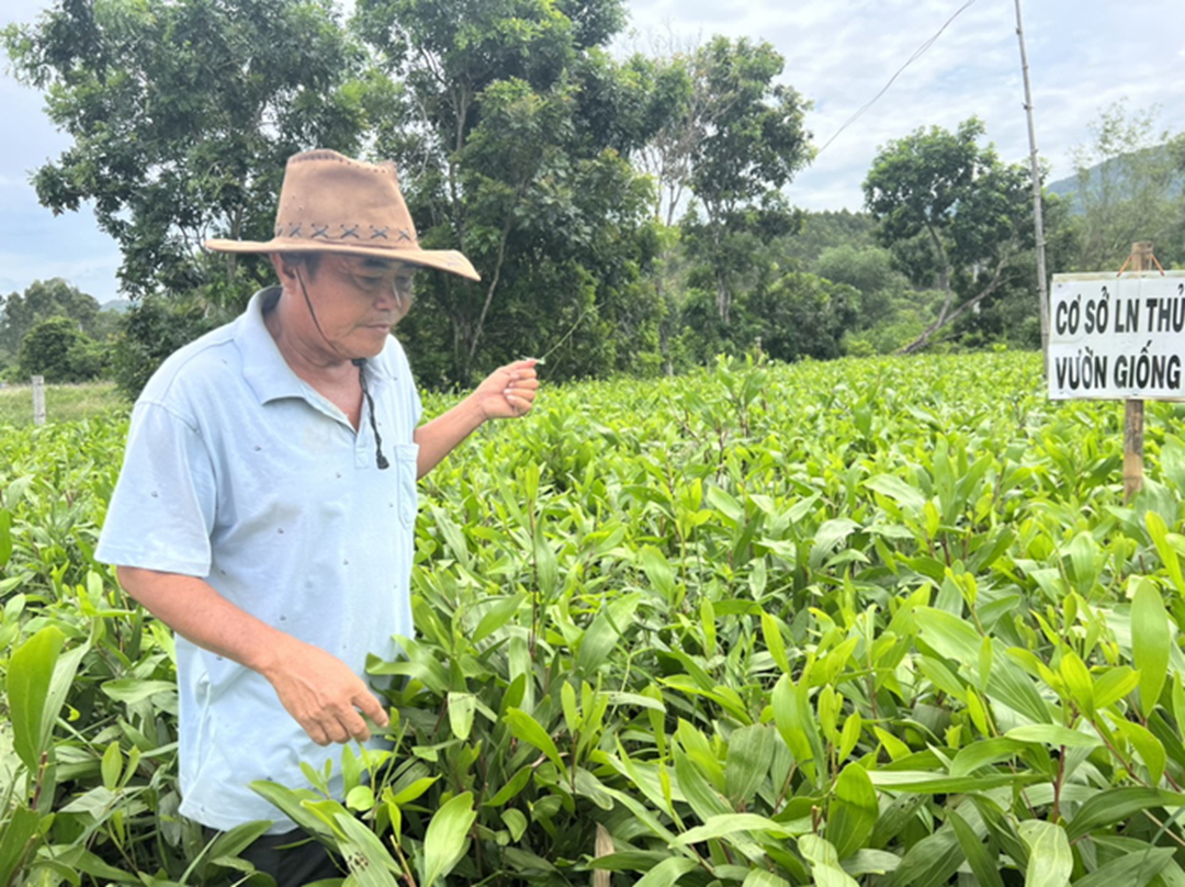 Chị nông dân trồng cây cao vút "quý như vàng", nhẹ nhàng kiếm gần 5 tỷ đồng/năm- Ảnh 3.