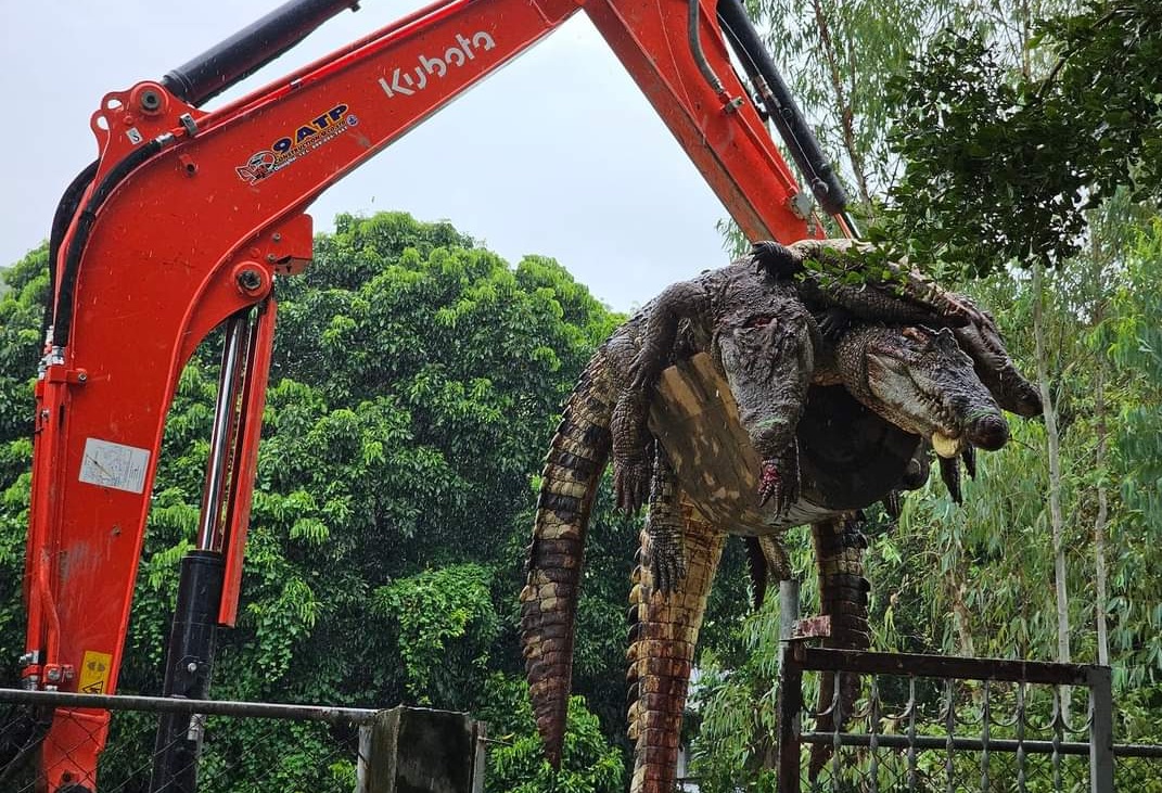 Thái Lan: Sợ cá sấu xổng chuồng khi lũ lụt, chủ trại 