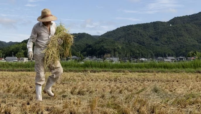 Bi hài Nhật Bản: Quá đông du khách dẫn đến thiếu gạo, siêu thị phải giới hạn số gạo mỗi người được mua, khủng hoảng chưa từng có trong nhiều thập kỷ- Ảnh 2.