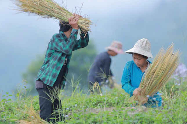 Lung linh mùa vàng trên rẻo cao Lai Châu- Ảnh 10.