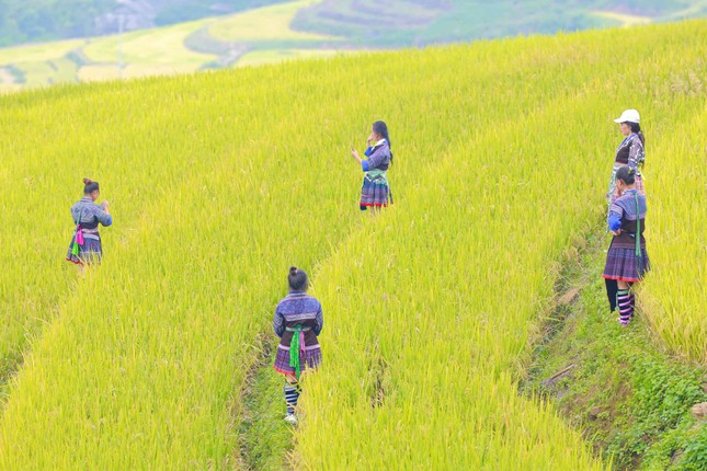 Lung linh mùa vàng trên rẻo cao Lai Châu- Ảnh 11.