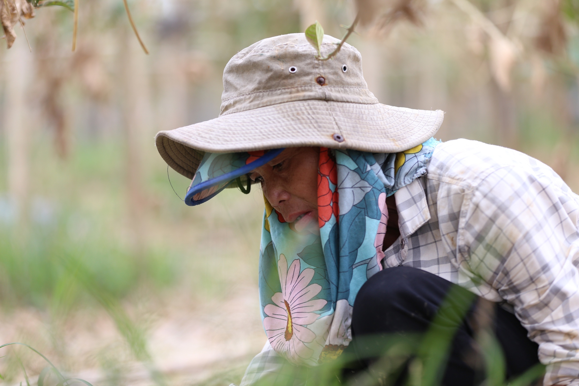 Hà Nội: Người dân trồng phật thủ ven sông Hồng mất trắng hàng tỷ đồng sau bão lũ- Ảnh 14.