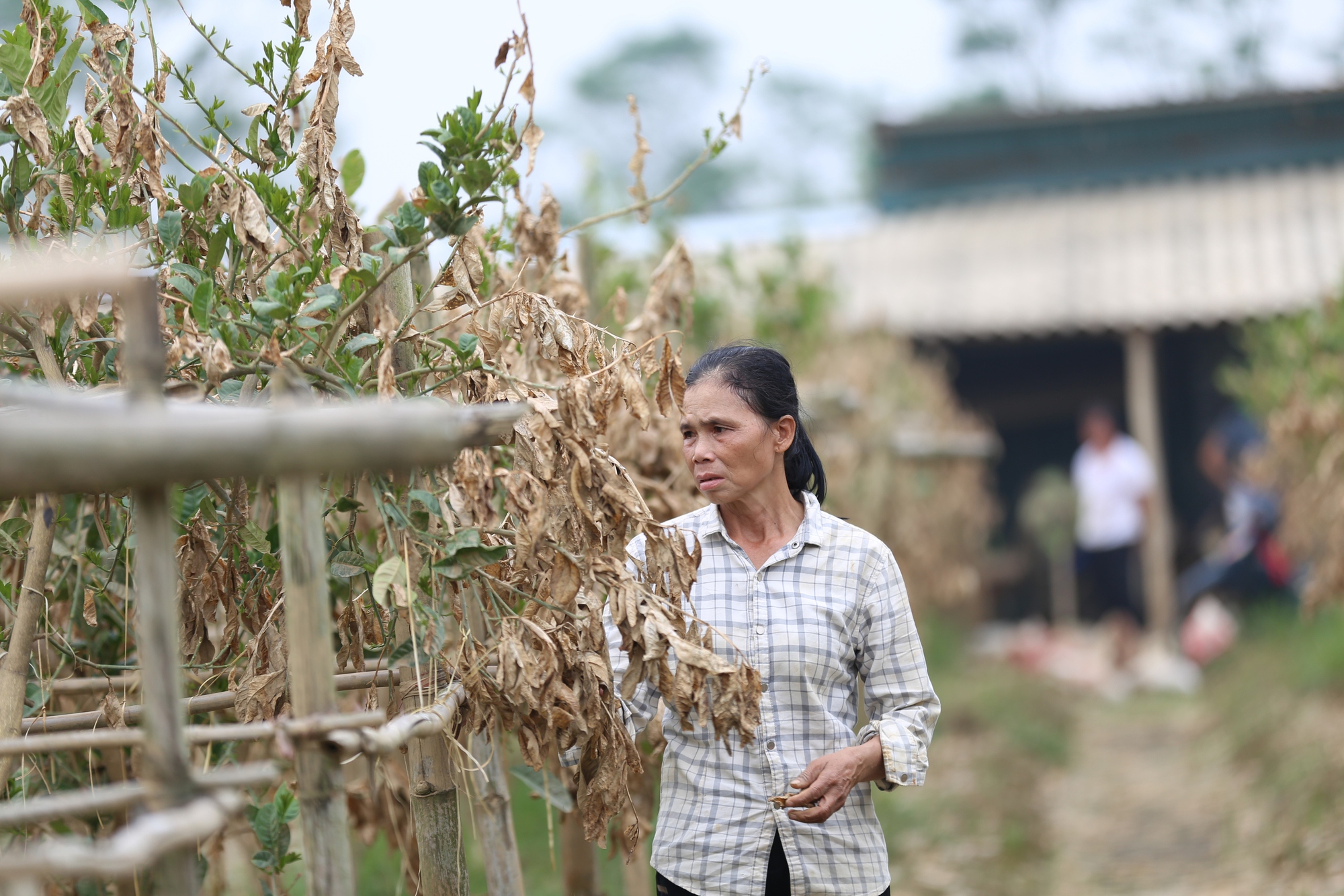 Hà Nội: Người dân trồng phật thủ ven sông Hồng mất trắng hàng tỷ đồng sau bão lũ- Ảnh 6.