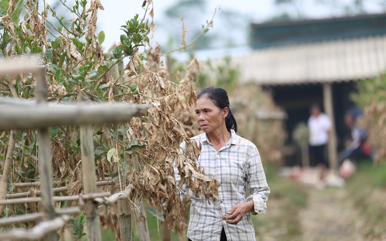 Hà Nội: Người dân trồng phật thủ ven sông Hồng mất trắng hàng tỷ đồng sau bão lũ- Ảnh 1.