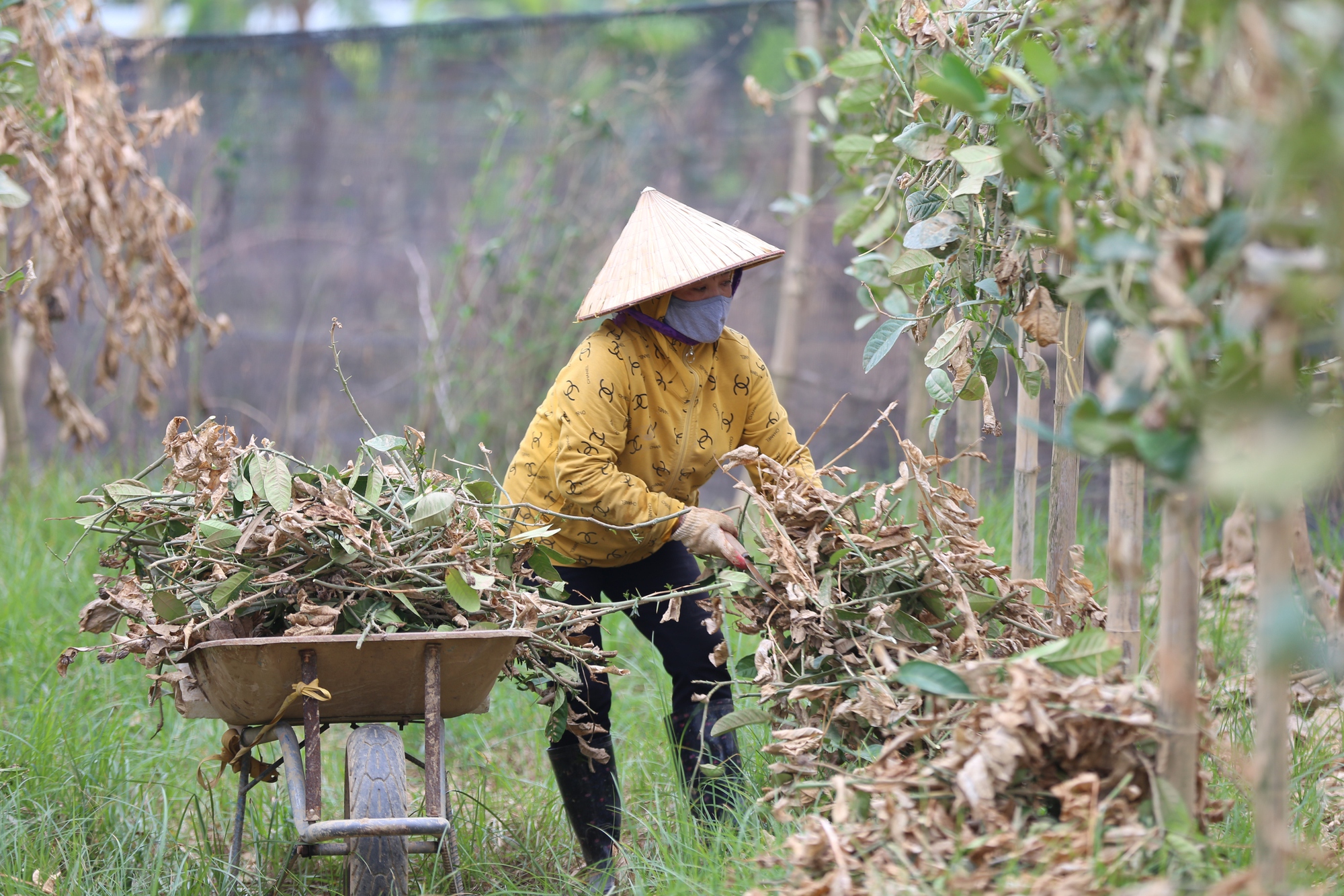 Hà Nội: Người dân trồng phật thủ ven sông Hồng mất trắng hàng tỷ đồng sau bão lũ- Ảnh 13.