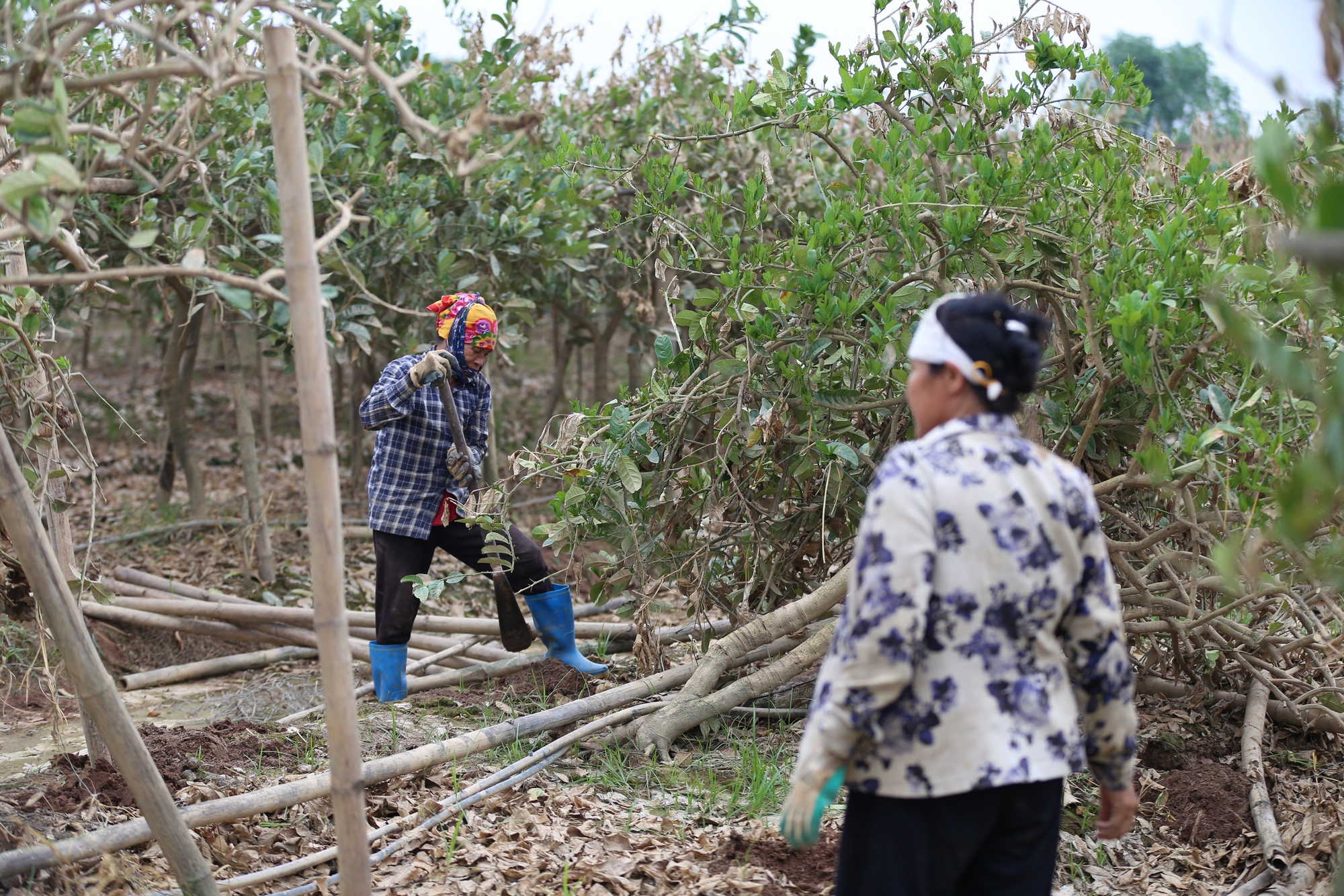 Hà Nội: Người dân trồng phật thủ ven sông Hồng mất trắng hàng tỷ đồng sau bão lũ- Ảnh 15.