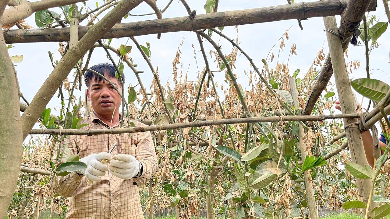 Hà Nội: Người dân trồng phật thủ ven sông Hồng mất trắng hàng tỷ đồng sau bão lũ- Ảnh 11.