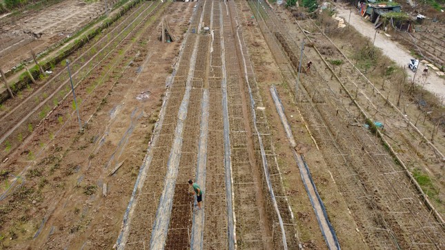 Những cánh đồng hoa 'biến mất' giữa mùa đẹp nhất Hà Nội- Ảnh 1.