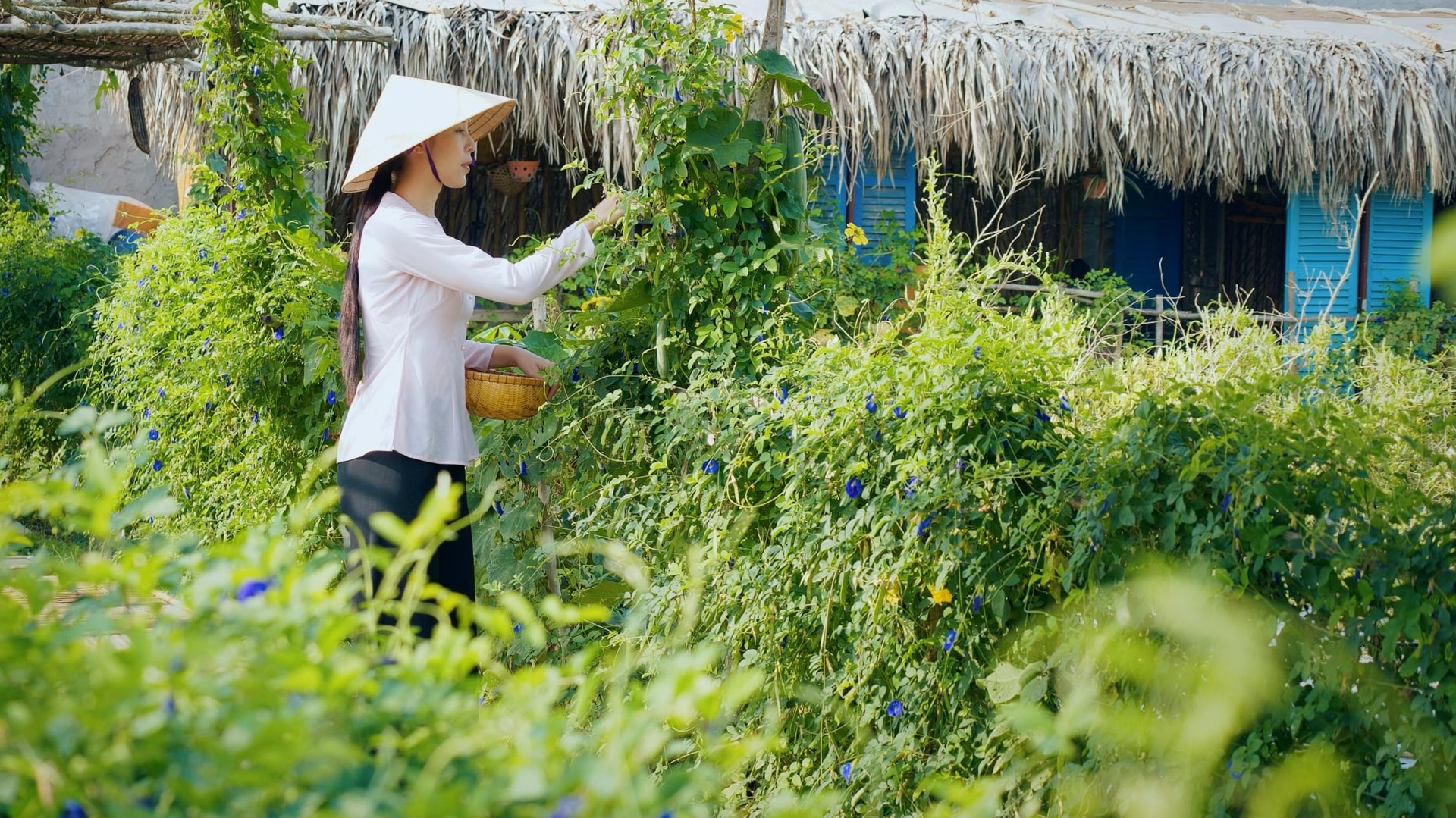 Khói Lam Chiều: 