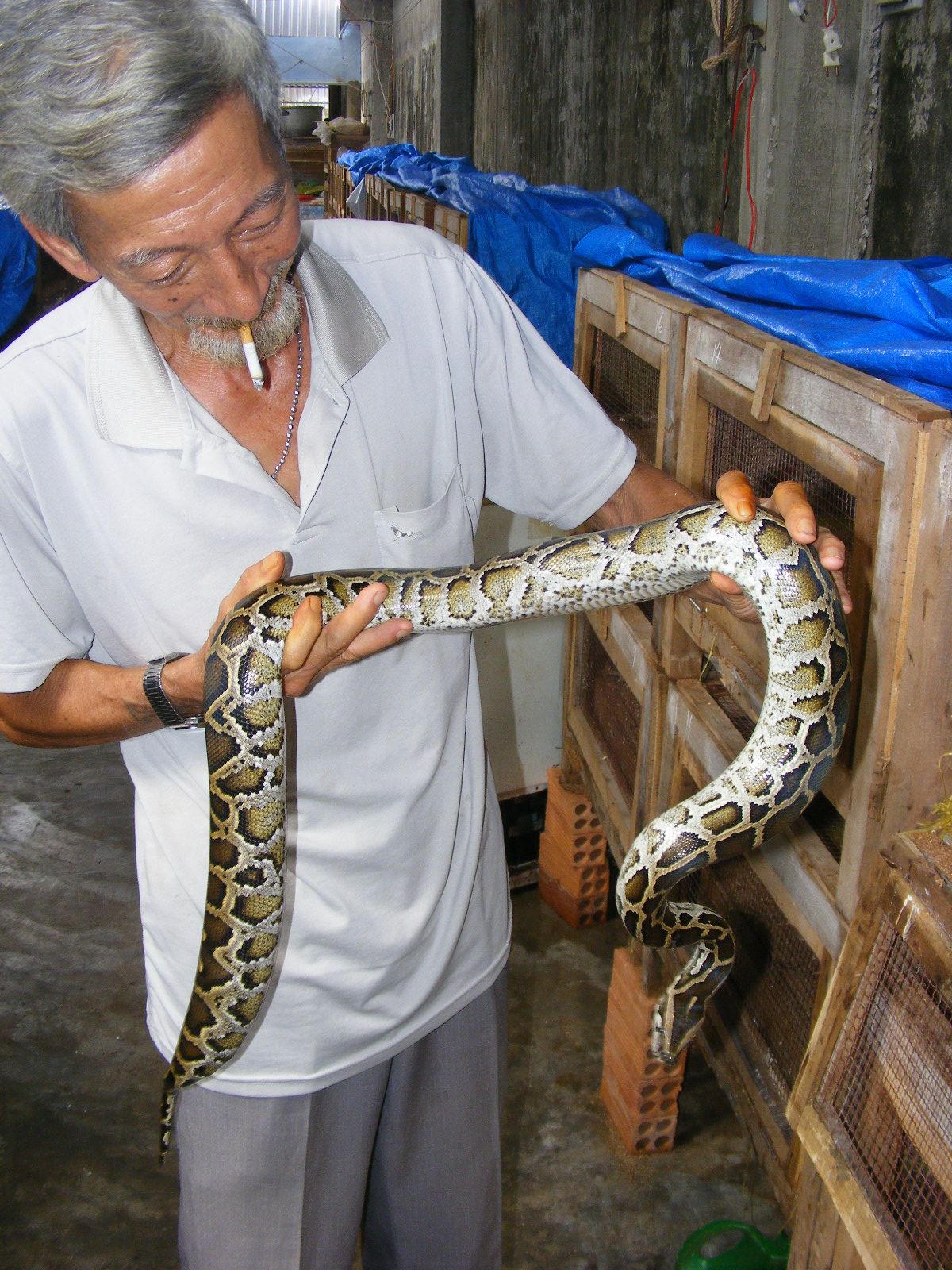 Người Việt đang ăn một loại thịt mà các nhà khoa học nghĩ cả thế giới nên học hỏi- Ảnh 3.