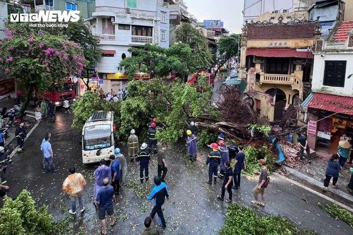 Phòng cây đổ trúng người, phải tìm chỗ trú ngay khi có dông lốc- Ảnh 1.