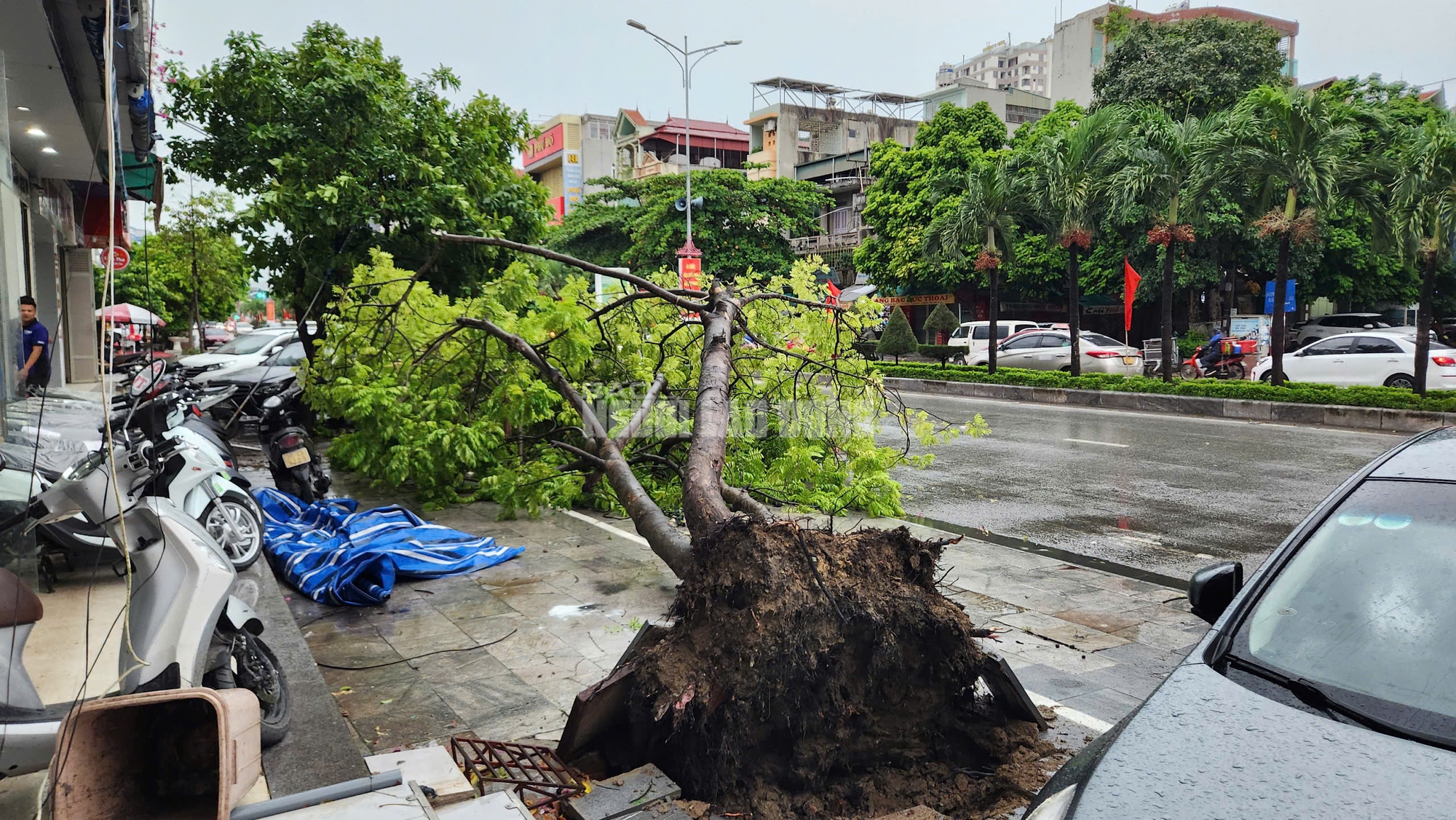 Siêu bão số 3 chưa vào, cây xanh bật gốc khắp nơi đè trúng người đi đường- Ảnh 8.