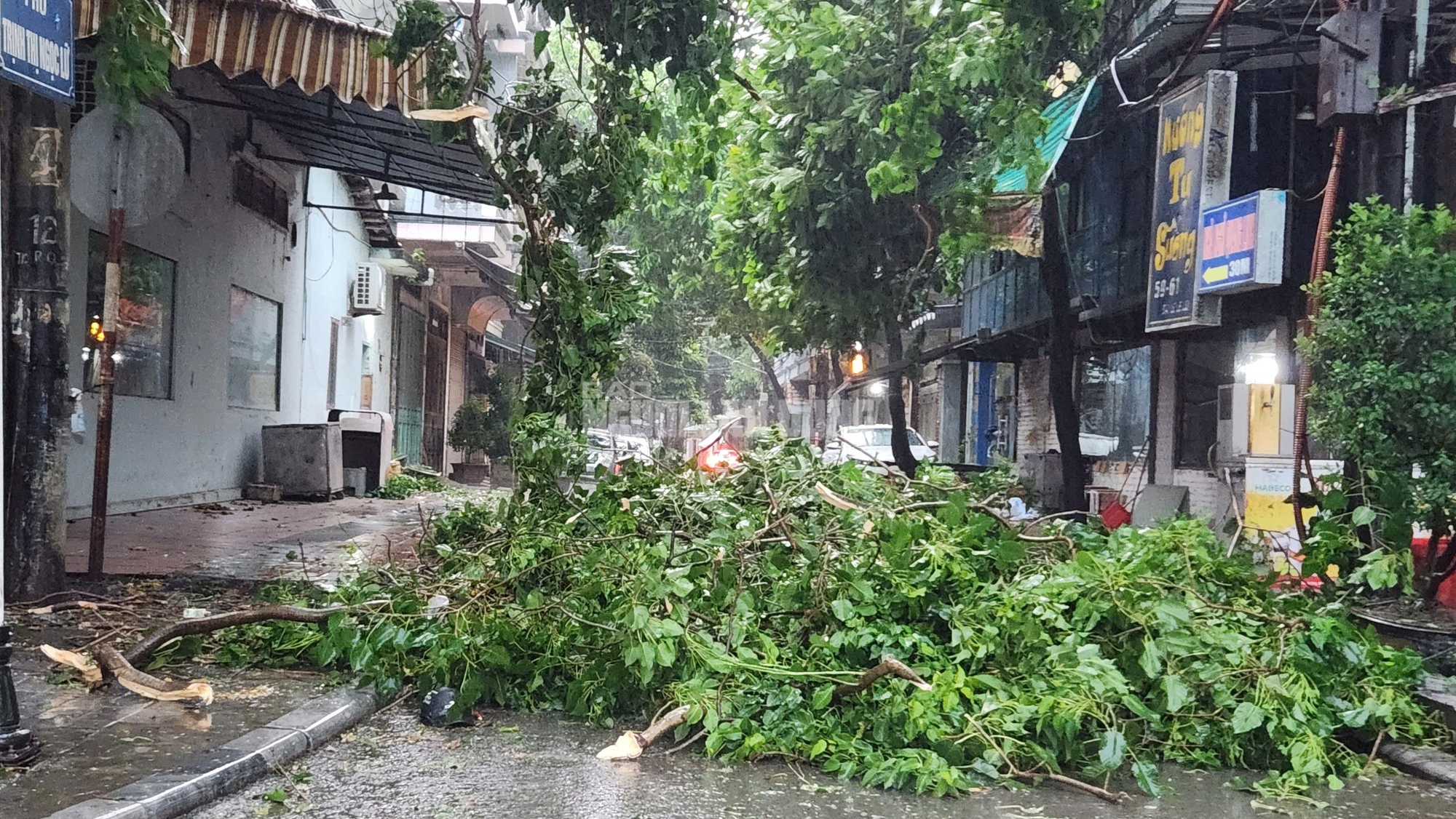 Siêu bão số 3 chưa vào, cây xanh bật gốc khắp nơi đè trúng người đi đường- Ảnh 10.