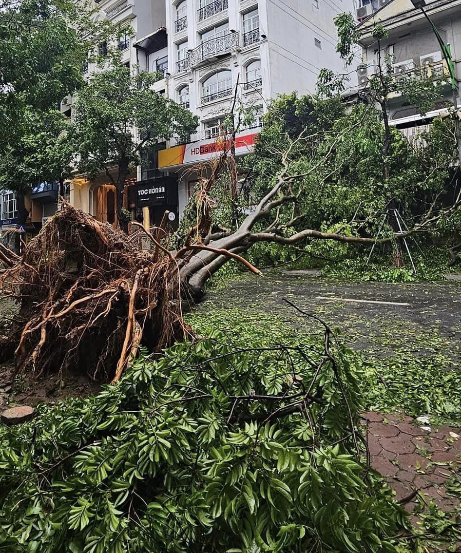 Thêm 3 địa điểm nổi tiếng của Hà Nội có cây đổ do bão khiến nhiều người ngỡ ngàng- Ảnh 2.