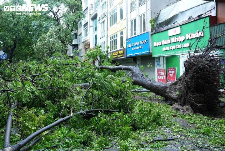 Khu danh thắng Tràng An muốn mua cây bị siêu bão Yagi quật đổ về chăm sóc- Ảnh 2.