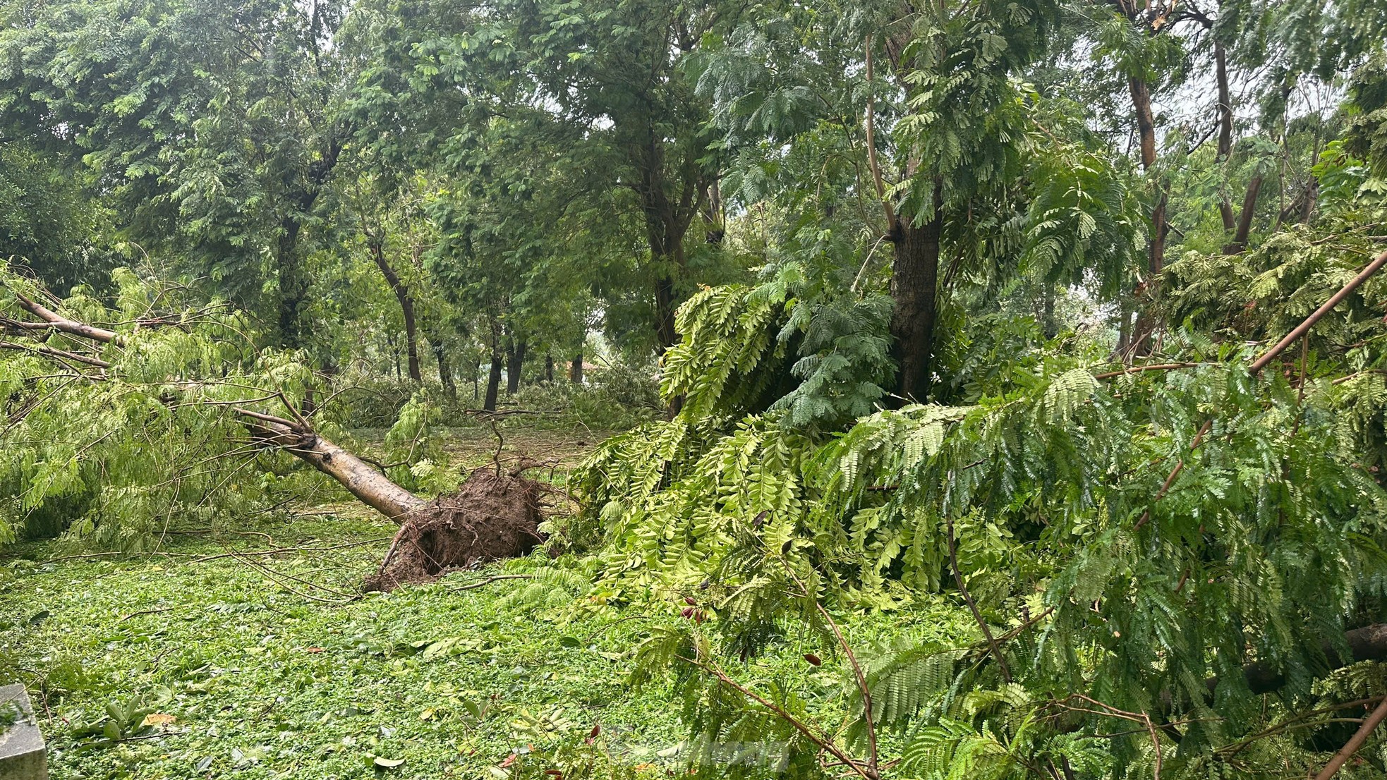 Hàng loạt công viên tại Hà Nội ngổn ngang cây gãy đổ sau bão Yagi- Ảnh 6.