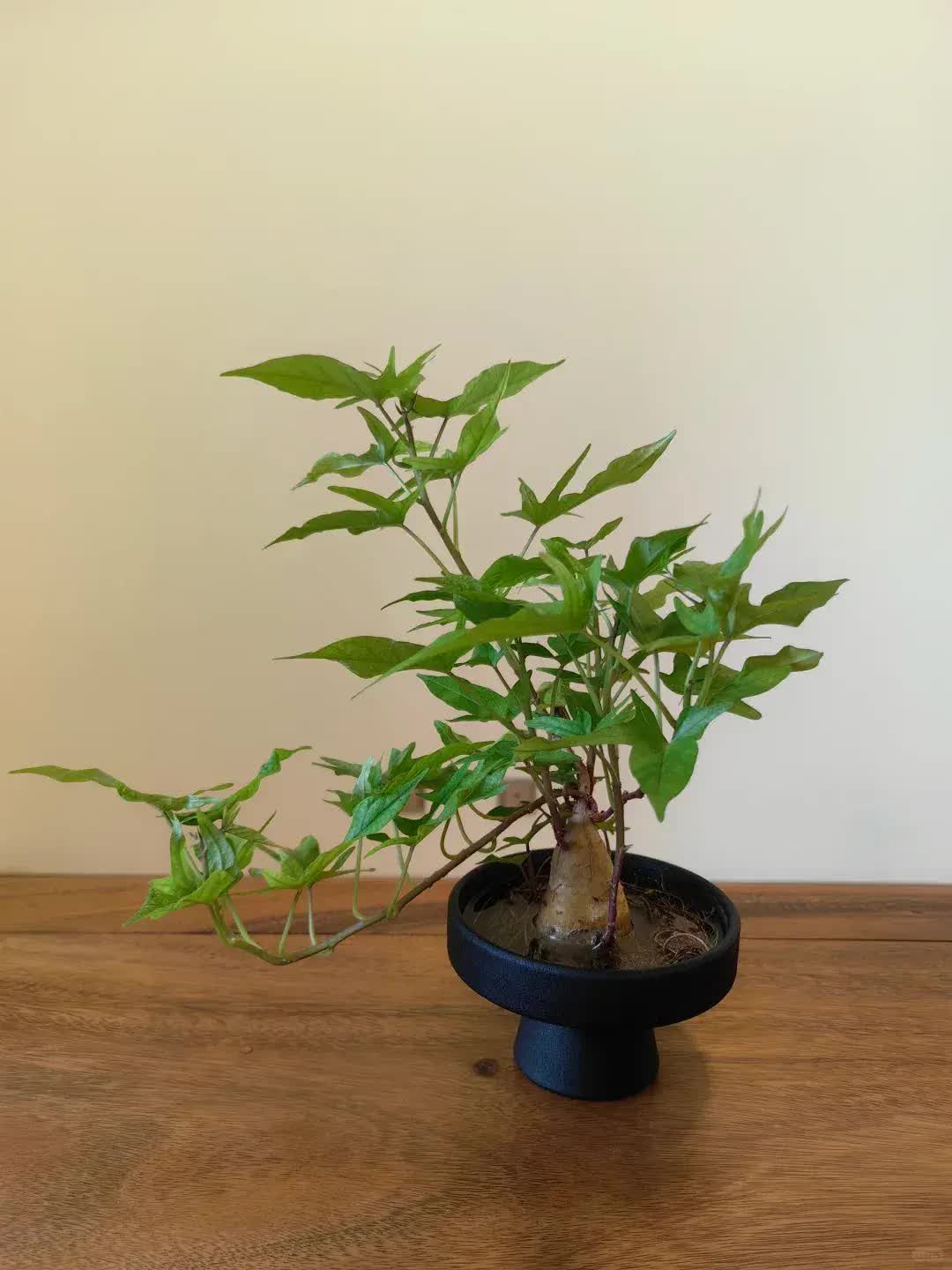 Trồng khoai lang thủy canh trong phòng khách, cô gái biến căn nhà nhỏ thành "khu vườn xanh" đầy sáng tạo và nghệ thuật- Ảnh 6.