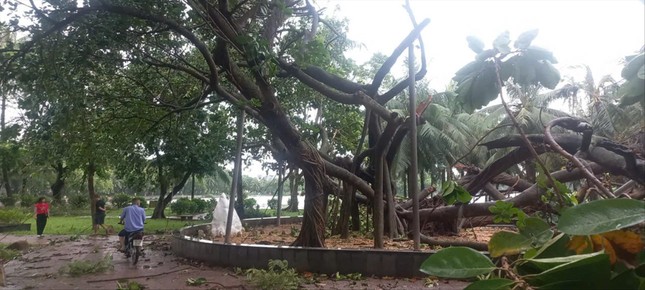 H&agrave; Nội: Trồng lại c&acirc;y c&oacute; gi&aacute; trị sau b&atilde;o số 3- Ảnh 1.