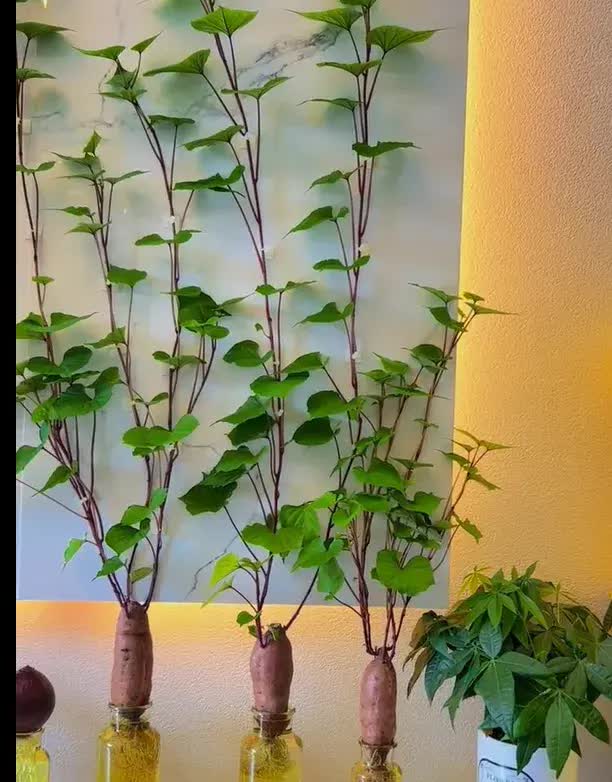 Trồng khoai lang thủy canh trong phòng khách, cô gái biến căn nhà nhỏ thành "khu vườn xanh" đầy sáng tạo và nghệ thuật- Ảnh 2.