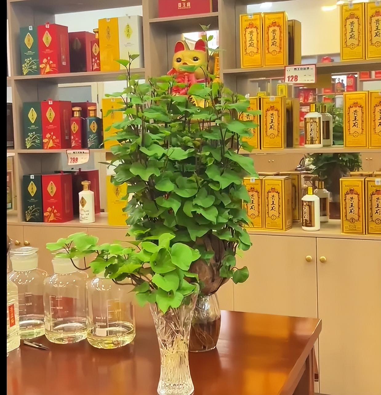 Trồng khoai lang thủy canh trong phòng khách, cô gái biến căn nhà nhỏ thành "khu vườn xanh" đầy sáng tạo và nghệ thuật- Ảnh 10.