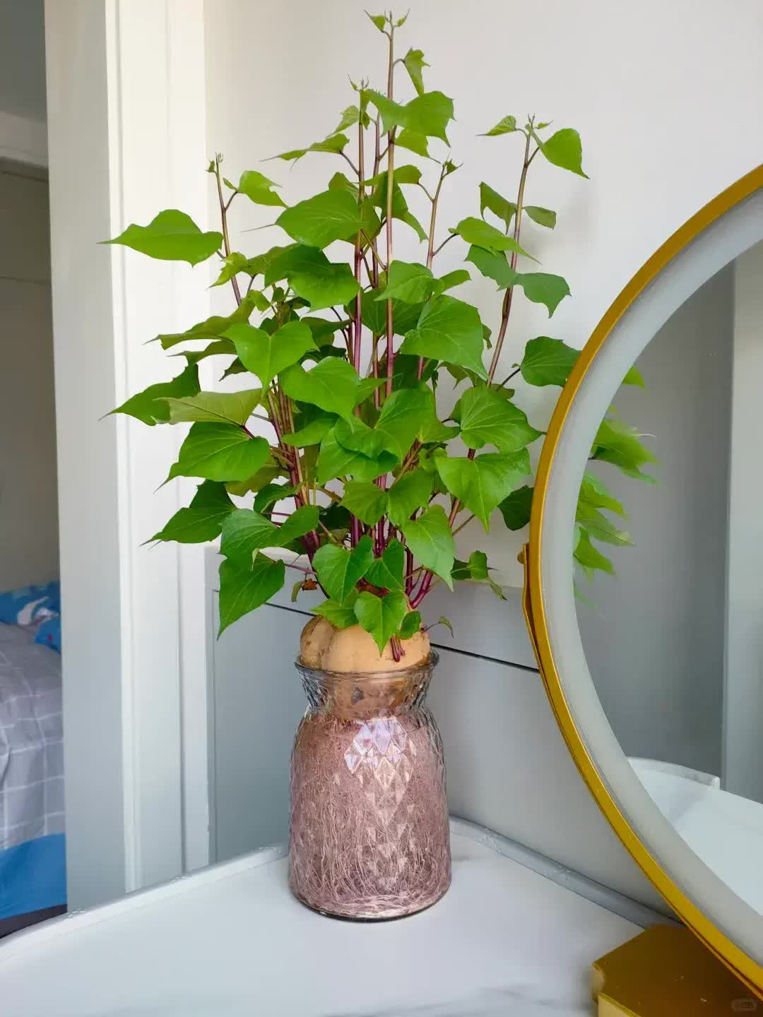 Trồng khoai lang thủy canh trong phòng khách, cô gái biến căn nhà nhỏ thành "khu vườn xanh" đầy sáng tạo và nghệ thuật- Ảnh 8.