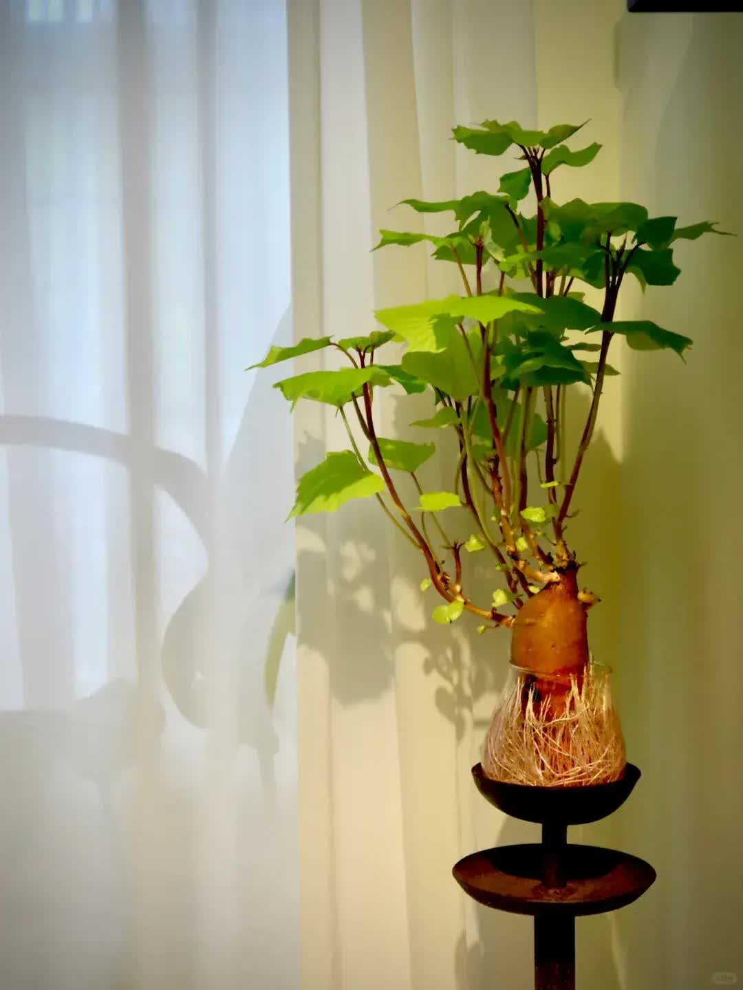 Trồng khoai lang thủy canh trong phòng khách, cô gái biến căn nhà nhỏ thành "khu vườn xanh" đầy sáng tạo và nghệ thuật- Ảnh 13.