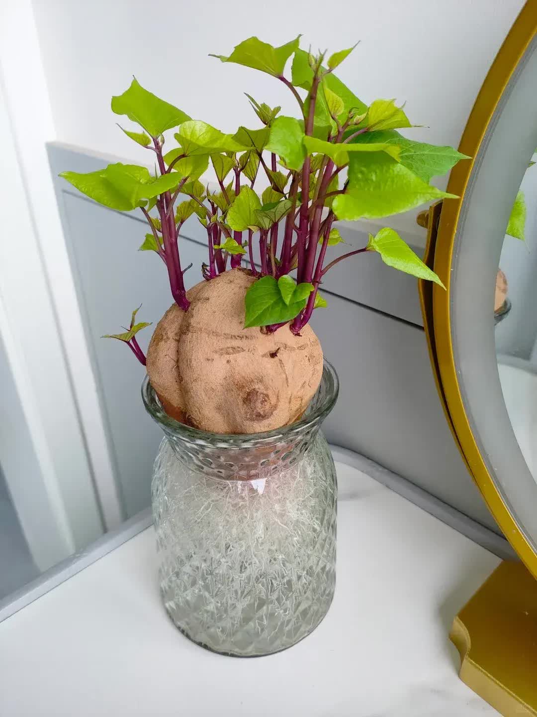 Trồng khoai lang thủy canh trong phòng khách, cô gái biến căn nhà nhỏ thành "khu vườn xanh" đầy sáng tạo và nghệ thuật- Ảnh 7.