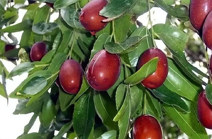 3 loại cây thích hợp trồng ban công, dễ ra quả lúc lỉu, lại tốt về phong thủy- Ảnh 3.
