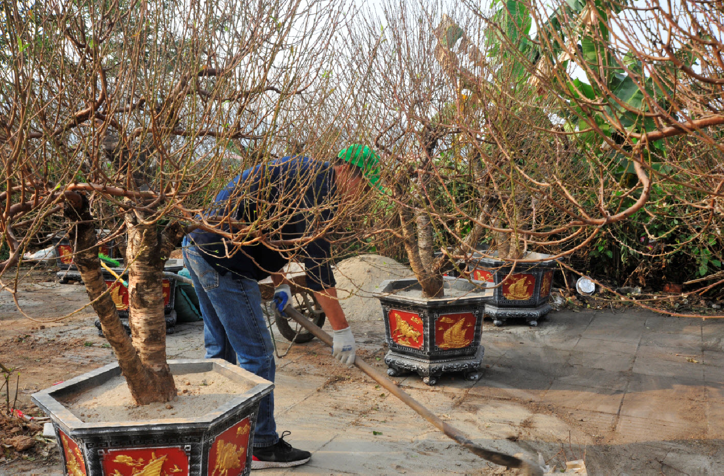 Lo ngại nguồn cung khan hiếm, người dân Hà Nội tranh thủ "đặt cọc" hoa đào ngay từ sớm- Ảnh 2.