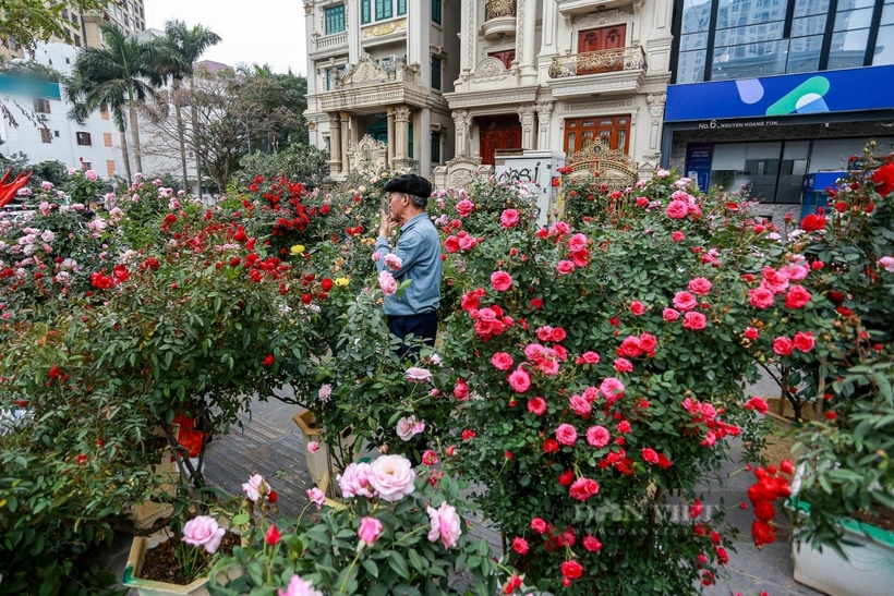 Đào, quất xuống phố "ngóng" người mua, giá bán cao hơn mọi năm- Ảnh 4.