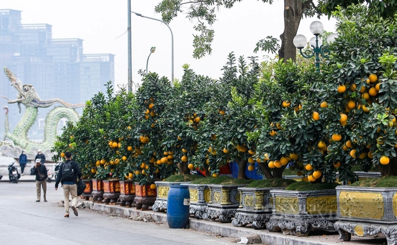 Đào, quất xuống phố "ngóng" người mua, giá bán cao hơn mọi năm- Ảnh 3.