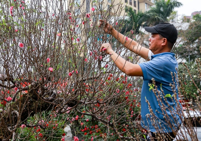 Đào, quất xuống phố "ngóng" người mua, giá bán cao hơn mọi năm- Ảnh 2.