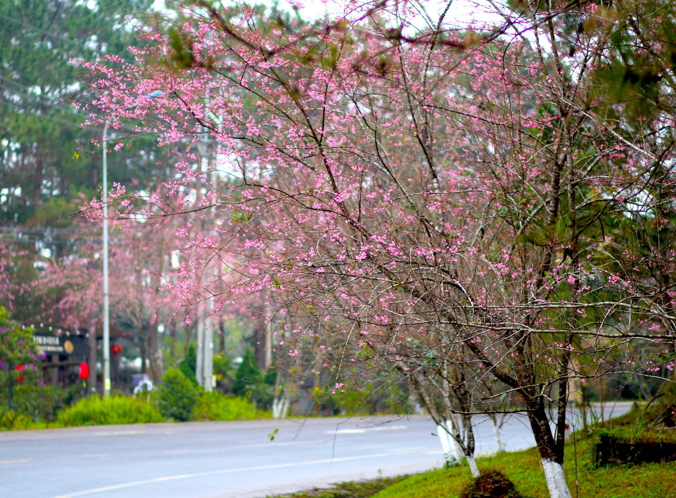 Mê đắm ngắm mai anh đào 'nhuộm hồng' cả thị trấn Măng Đen- Ảnh 2.