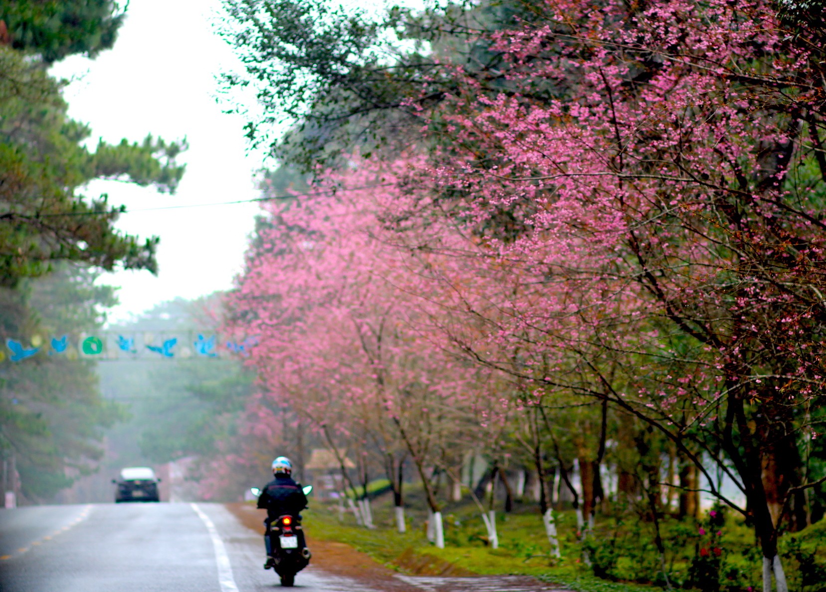 Mê đắm ngắm mai anh đào 'nhuộm hồng' cả thị trấn Măng Đen- Ảnh 3.