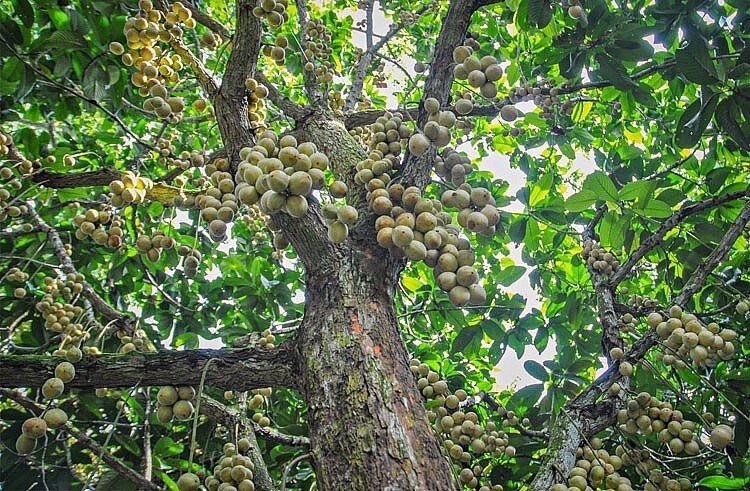 Loại quả xưa "bèo dạt mây trôi", nay "hóa rồng" thành đặc sản "vạn người mê"- Ảnh 1.