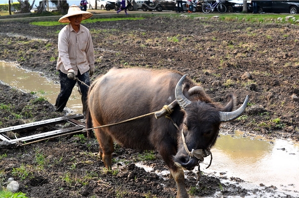 1 câu trong bài văn tả con trâu của đứa con 10 tuổi đưa bi kịch gia đình ra ánh sáng: "Trâu không đi cày, nó cưới vợ rồi”- Ảnh 2.