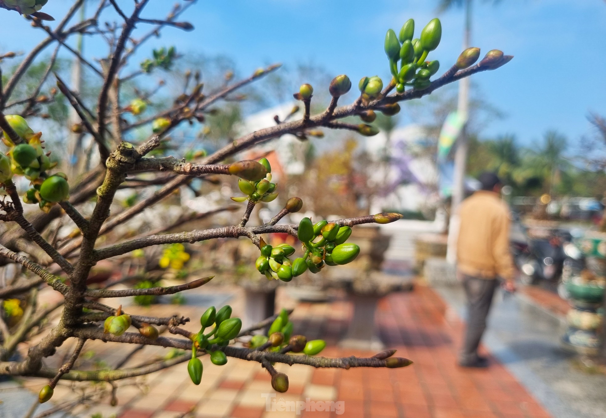 Mai 'im re' không nở, gió lạnh đang về khiến nhà vườn đứng ngồi không yên- Ảnh 2.