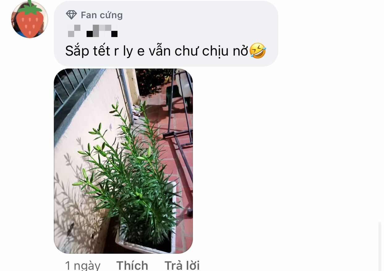 Bức ảnh chụp bông hoa ly 