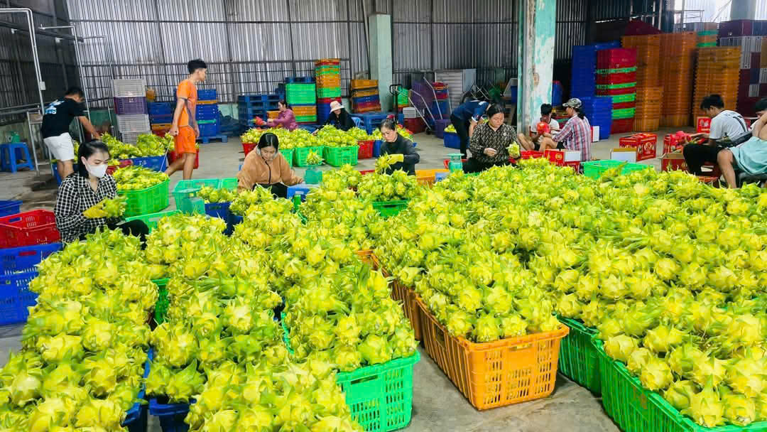 Thanh long vàng "cháy hàng" dịp Tết, nông dân lãi lớn- Ảnh 2.