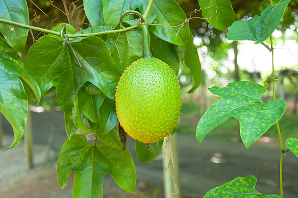 Loại lá này ai cũng biết nhưng 99% chưa từng ăn, nếu thấy thì hái ngay về nấu 3 món vừa ngon lại giảm đau nhức xương và nhuận tràng- Ảnh 2.