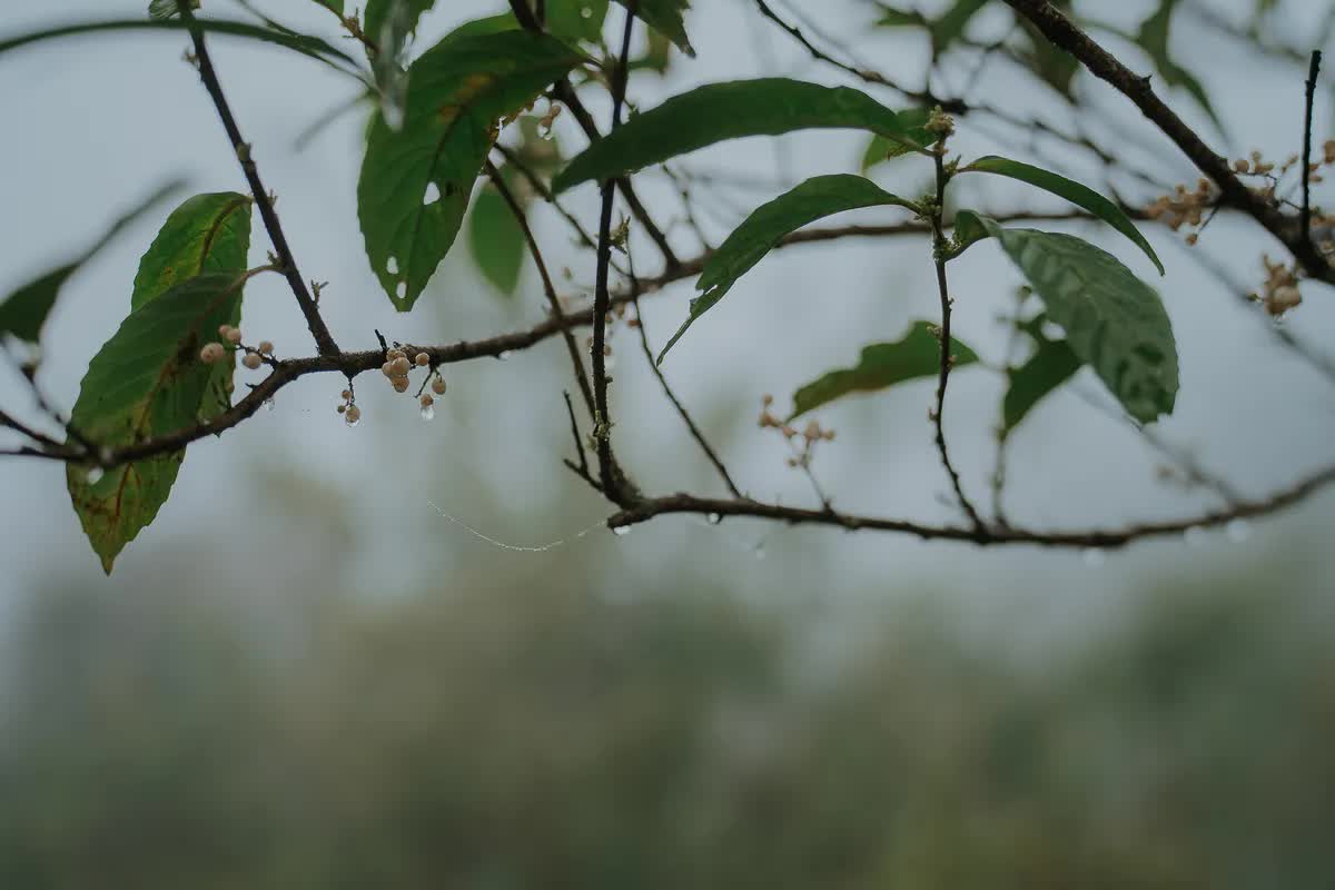 Mê đắm vẻ đẹp trên cung leo núi Nhìu Cồ San- Ảnh 1.