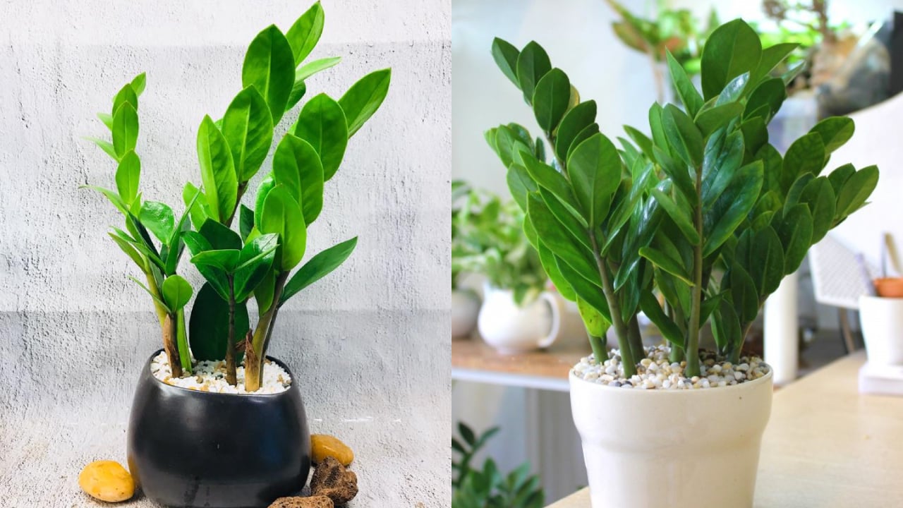 Loại cây sinh vượng khí, hút tài lộc nhưng chứa chất độc nguy hiểm: Nhiều người trồng trong nhà- Ảnh 1.