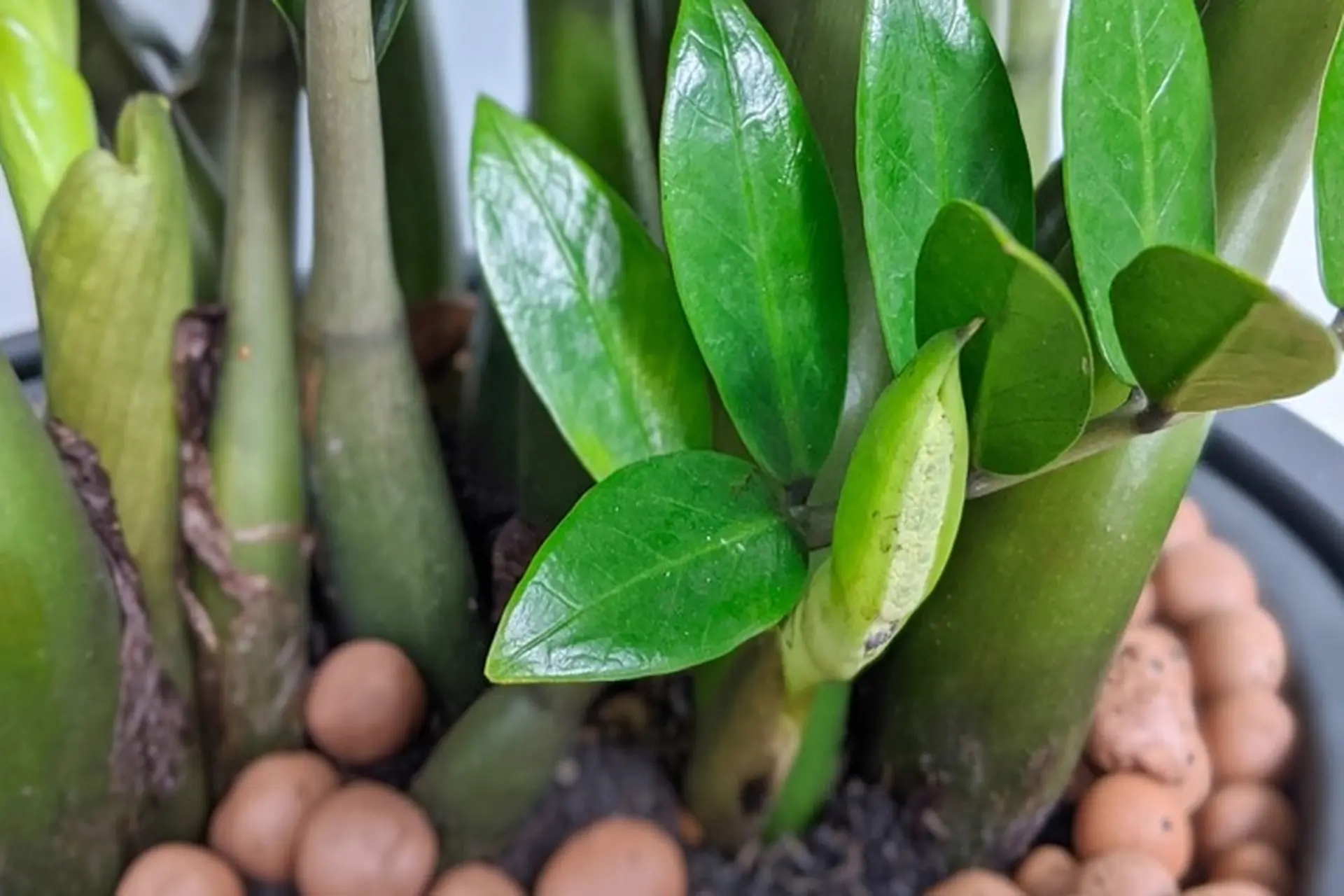 Loại cây sinh vượng khí, hút tài lộc nhưng chứa chất độc nguy hiểm: Nhiều người trồng trong nhà- Ảnh 3.
