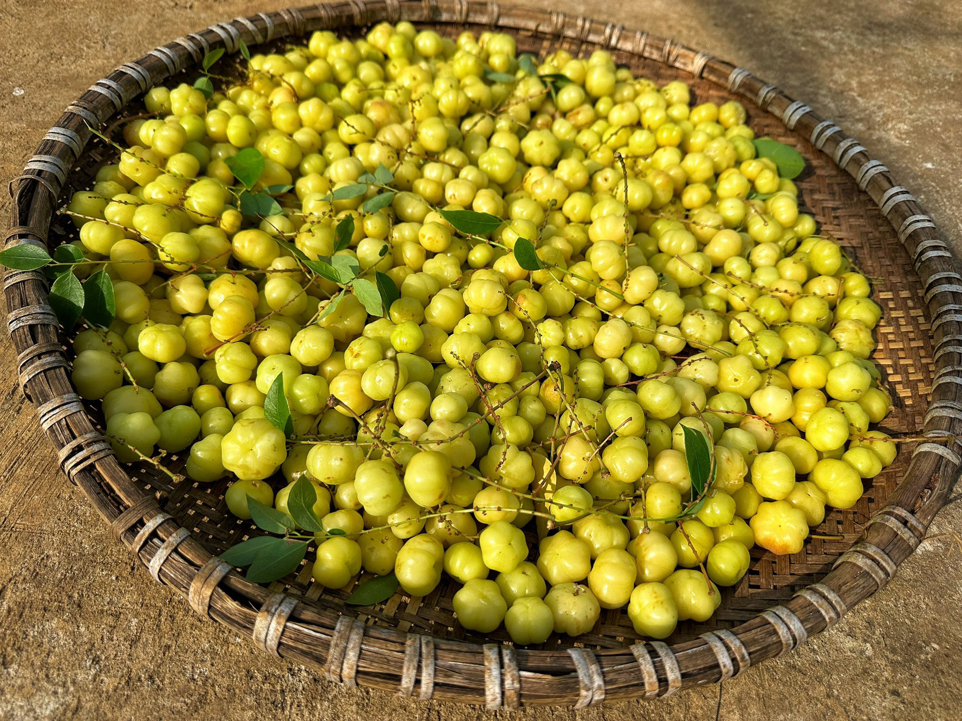 Loại quả tên lạ, ch…